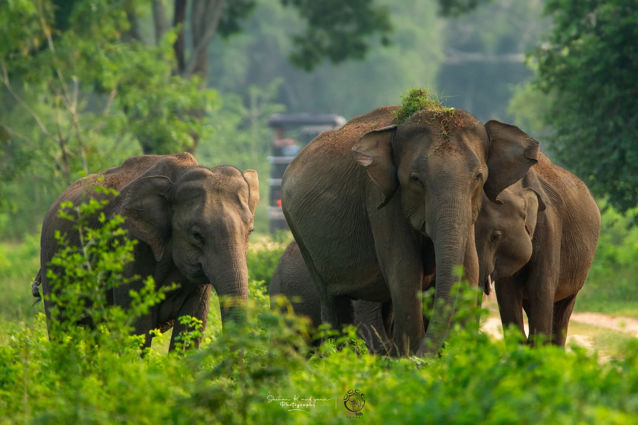 How to Get to Yala National Park: Complete Transport Guide from Colombo, Mirissa, Galle, Ella, and More