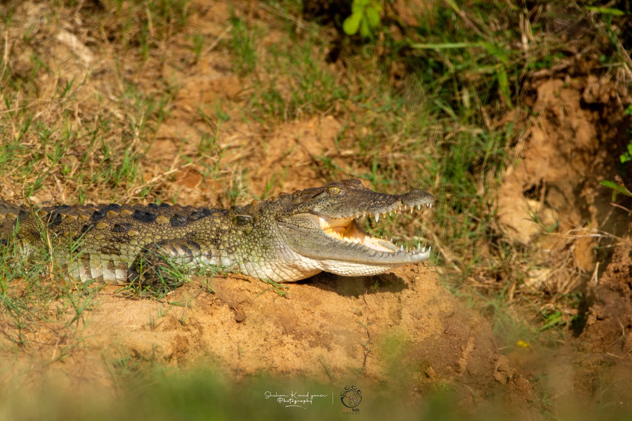 Book your morning or afternoon private safari at Yala National Park with Yala Jeep Safaris expert naturalist guides