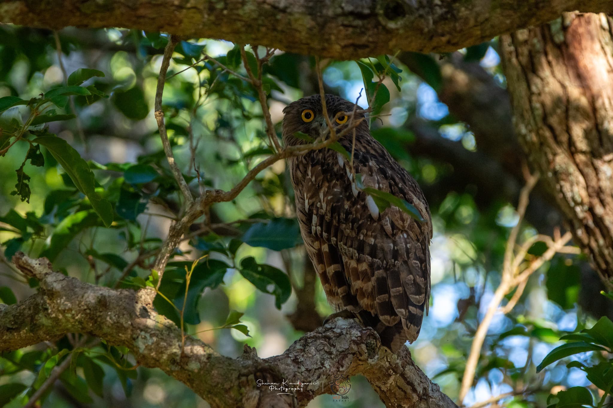 Yala National Park in July 2026: Wildlife, Weather, Leopards, and Safari Guide