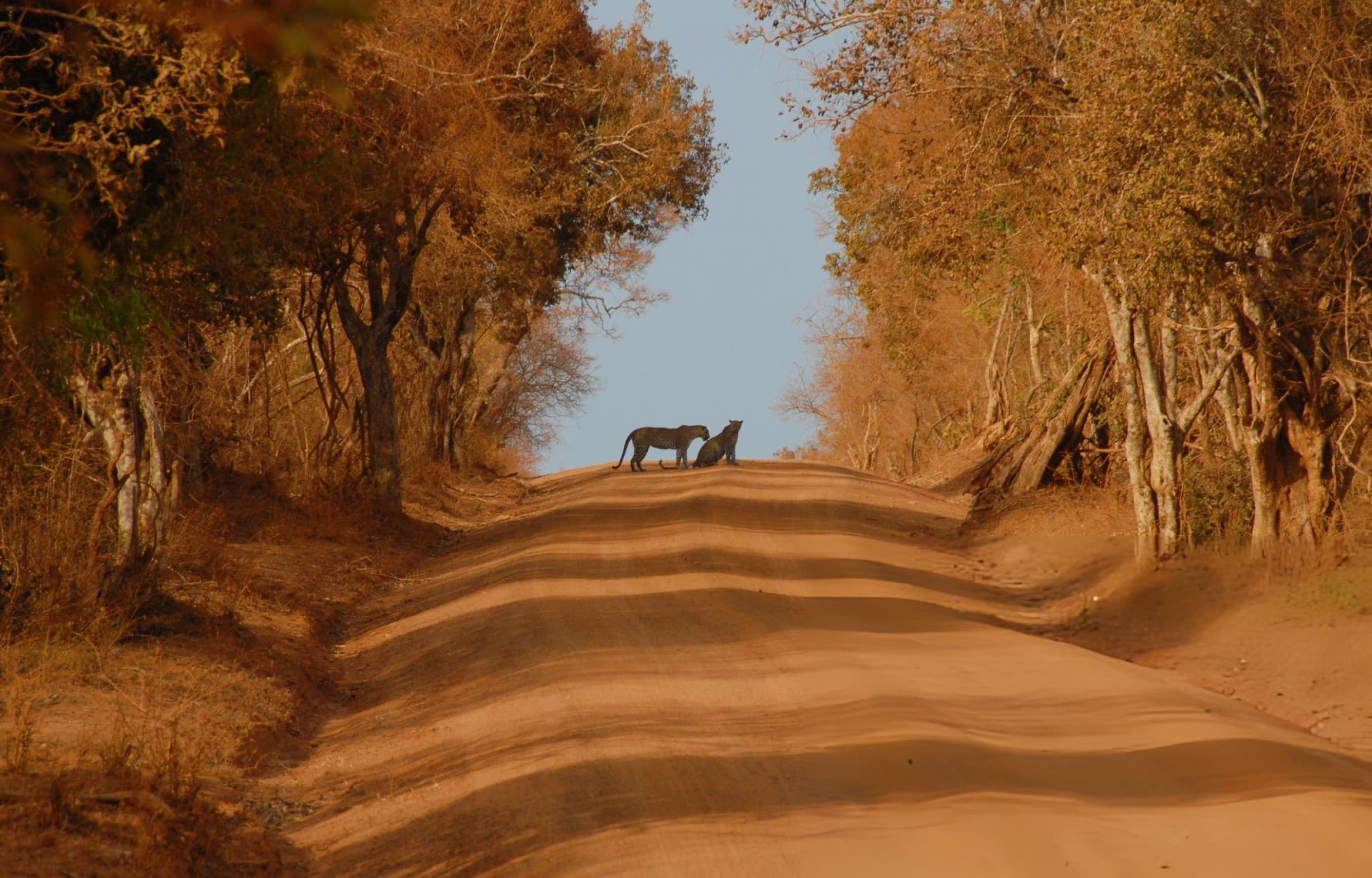Private Yala National Park Afternoon Jeep Safari