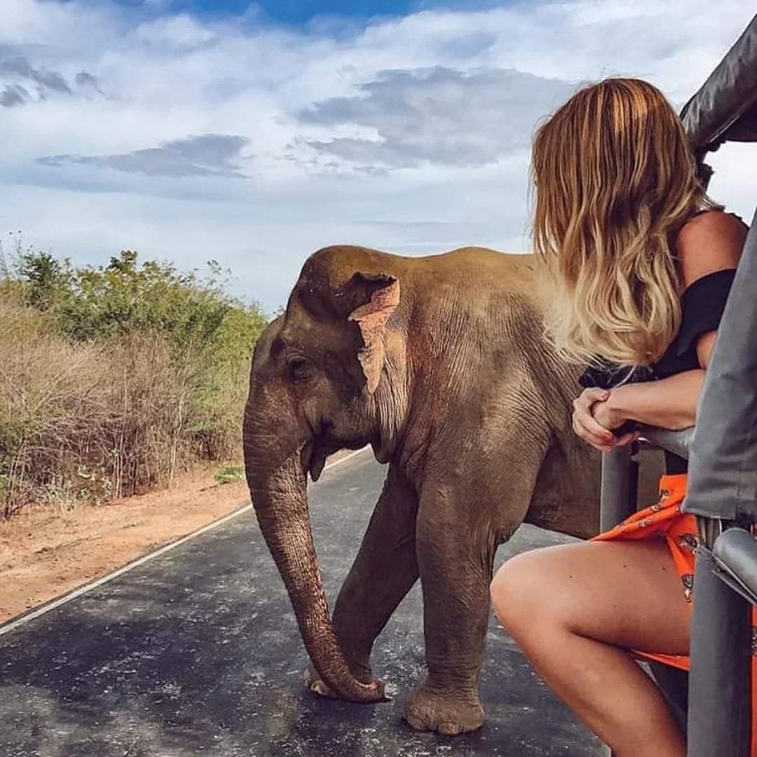 Authentic leopard tracking experience at Yala National Park