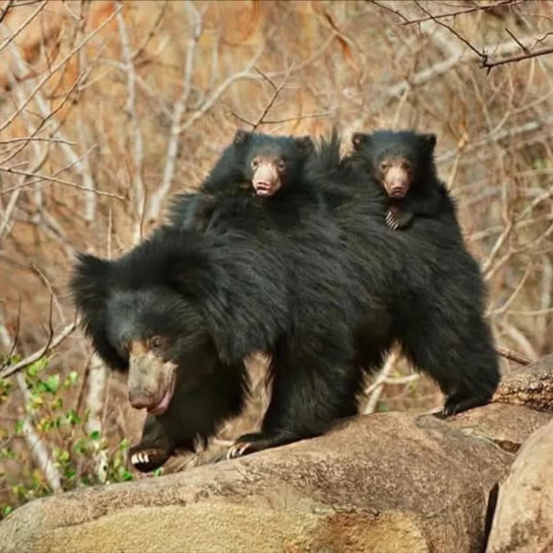 Guests witnessing a leopard sighting in Yala Block 1