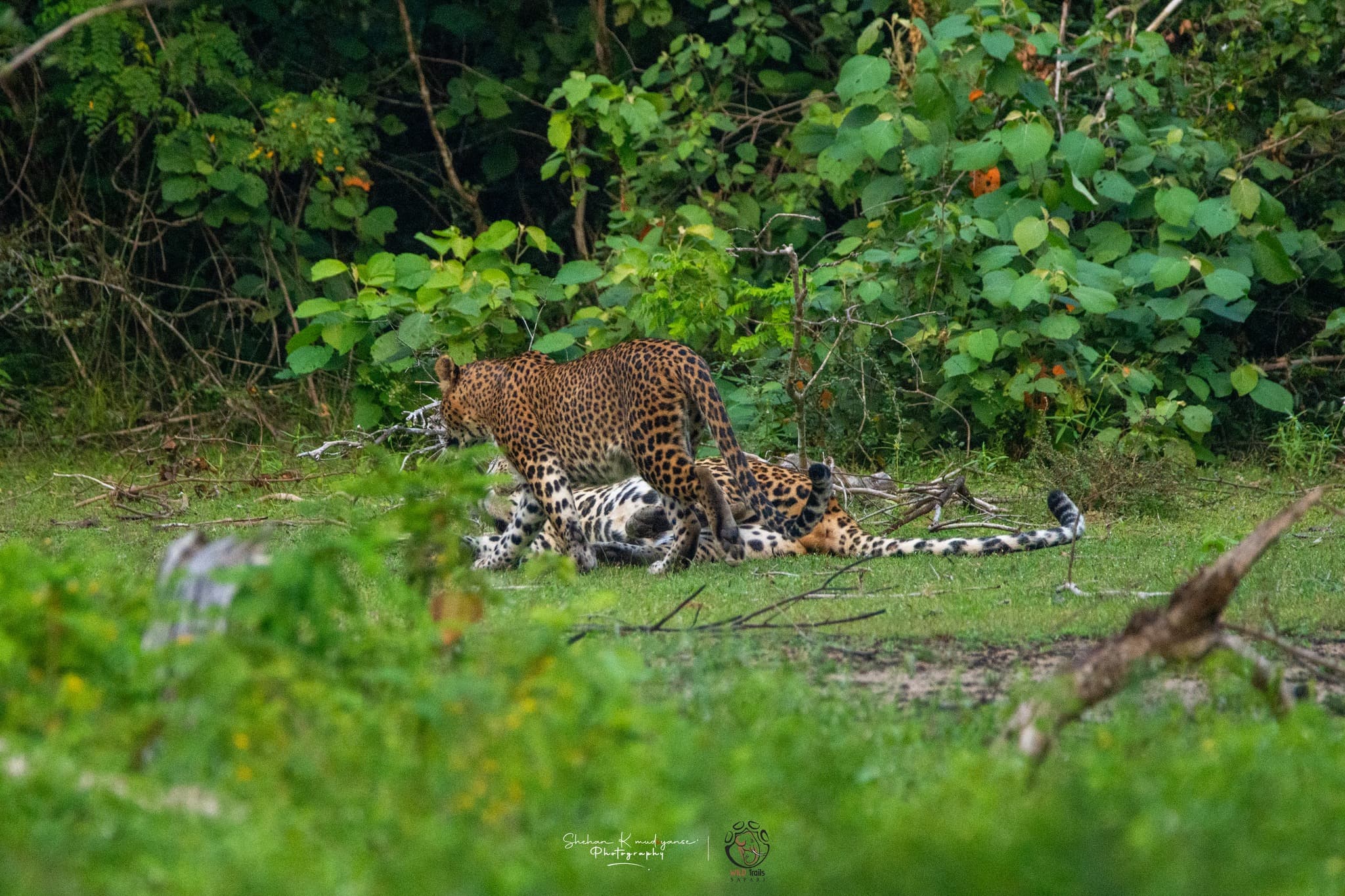 Leopard sighting at Yala National Park