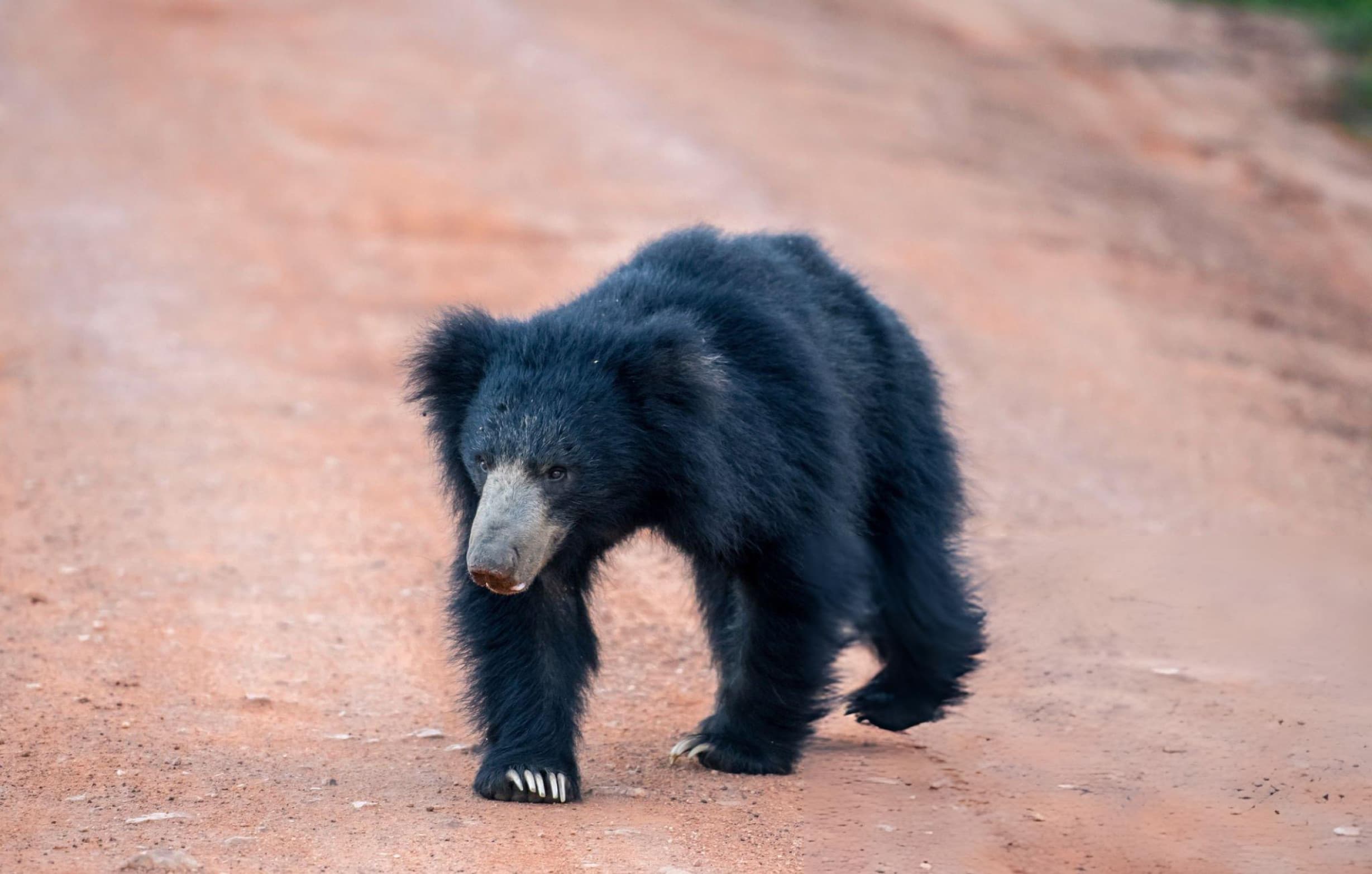 Wildlife encounter on a Yala jeep safari