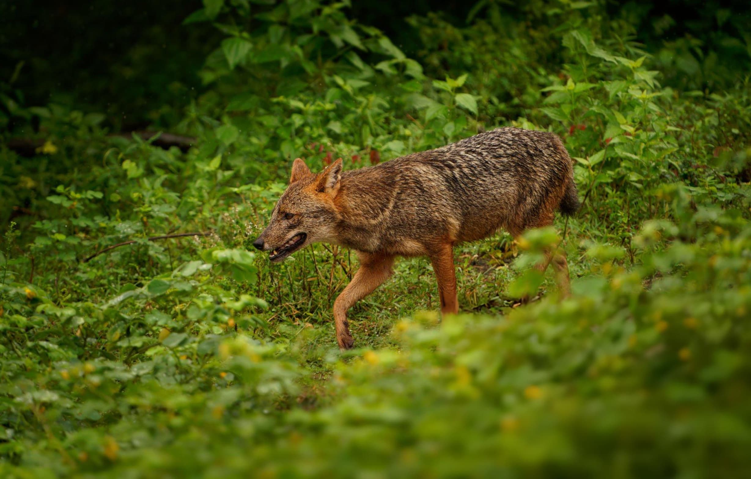 Private jeep entering Yala National Park at dawn